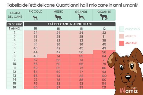 un cane di 12 anni quanti anni ha|Calcolare età del cane: rapporto con anni umani.